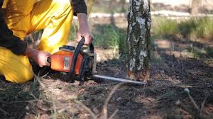 Best Tree Health Inspection  in Braddock, VA